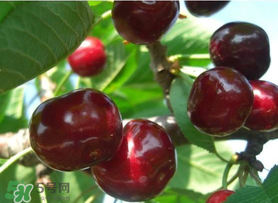 拉賓斯和美早哪個好吃？美早和拉賓斯的區(qū)別