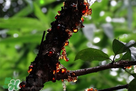 哺乳期能吃桃膠嗎？產(chǎn)后可以吃桃膠嗎？