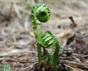 蕨菜什么時(shí)候采摘？蕨菜什么時(shí)候有？