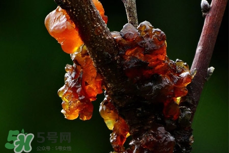 桃膠可以隔夜吃嗎？桃膠能過夜嗎？