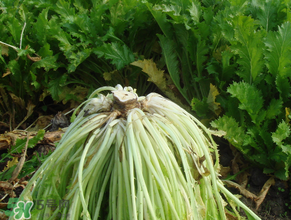 雪里紅什么時候種？雪里紅什么時候有？