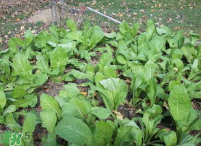 雪里紅什么時候種？雪里紅什么時候有？