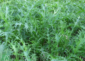 雪里紅什么時候種？雪里紅什么時候有？