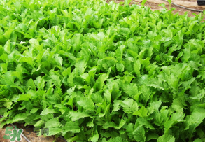 雪里紅是什么菜？雪里紅是雪菜嗎？