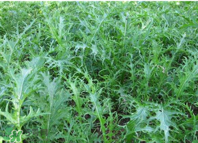 雪里紅是什么菜？雪里紅是雪菜嗎？