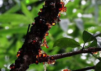 桃膠經(jīng)期能吃嗎？月經(jīng)期可以吃桃膠嗎？