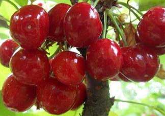 拉賓斯和美早哪個好吃？美早和拉賓斯的區(qū)別