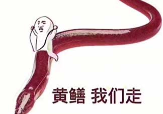 黃鱔為什么火了？黃鱔我們走為什么火了？