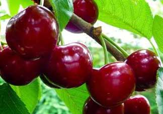櫻桃什么品種最好吃？櫻桃哪個(gè)品種最好吃？