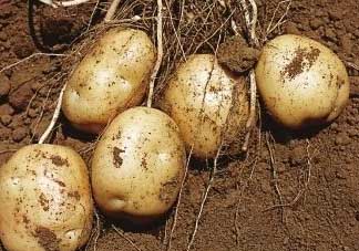 清明節(jié)能種土豆嗎？土豆什么時(shí)候種植？