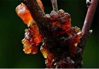 孕婦可以吃桃膠嗎？懷孕了能吃桃膠嗎？