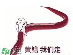 七彩皮皮鱔我們往死里鉆是什么意思？七彩皮皮鱔我們?nèi)€好地方是什么意思？