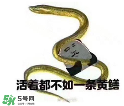 七彩皮皮鱔我們往死里鉆是什么意思？七彩皮皮鱔我們?nèi)€好地方是什么意思？