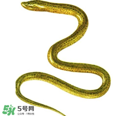 七彩皮皮鱔我們往死里鉆是什么意思？七彩皮皮鱔我們?nèi)€好地方是什么意思？