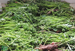 水蕨菜和山蕨菜哪個(gè)致癌？水蕨菜致癌是真的嗎？