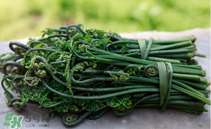 蕨菜能吃嗎？蕨菜可以吃嗎？