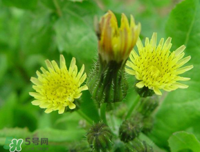 苦菜什么時候有？苦菜幾月份有？