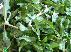 苦菜什么時候有？苦菜幾月份有？