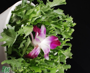 苦菜什么時候有？苦菜幾月份有？