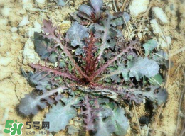 苦菜有幾種？苦菜有幾種圖片