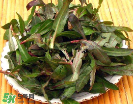 苦菜有幾種？苦菜有幾種圖片