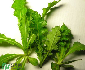 苦菜有幾種？苦菜有幾種圖片