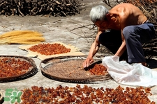 桃膠有農(nóng)藥嗎？怎么去除桃膠的農(nóng)藥？