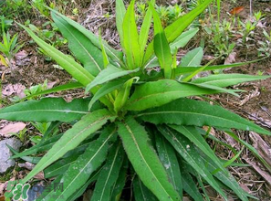 苦菜什么人不能吃？什么體質(zhì)不宜吃苦菜？