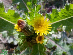 苦菜什么人不能吃？什么體質(zhì)不宜吃苦菜？