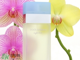 dolce gabanna香水哪款好聞？DG杜嘉班納香水推薦