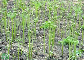 蕨菜可以種植嗎？蕨菜怎么種植？