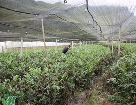 蕨菜可以種植嗎？蕨菜怎么種植？