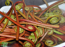 野生蕨菜多少錢一斤？蕨菜多少錢一斤？