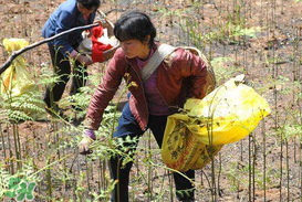 野生蕨菜多少錢一斤？蕨菜多少錢一斤？