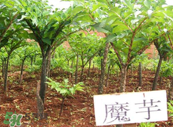 魔芋什么味道？怎么去除魔芋味道？