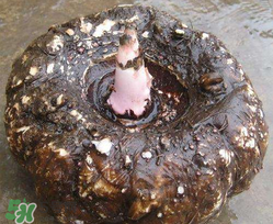 魔芋什么人不能吃？魔芋哪些人不能吃？