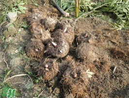 魔芋什么時(shí)候種植？魔芋怎么種植技術(shù)？