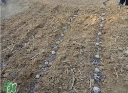 魔芋什么時(shí)候種植？魔芋怎么種植技術(shù)？