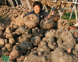 魔芋什么時(shí)候種植？魔芋怎么種植技術(shù)？