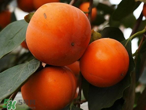 柿子什么季節(jié)成熟？柿子什么時(shí)候吃最好？