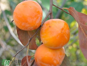 柿子什么季節(jié)成熟？柿子什么時(shí)候吃最好？