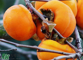 柿子什么季節(jié)成熟？柿子什么時(shí)候吃最好？