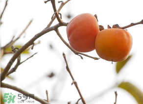 柿子為什么會(huì)澀？柿子怎么吃不澀？