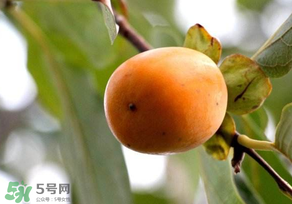 柿子為什么會(huì)澀？柿子怎么吃不澀？