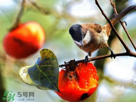 柿子為什么會(huì)黑？柿子為什么凍完發(fā)黑？