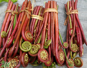 蕨菜是發(fā)物嗎？蕨菜是不是發(fā)物嗎？