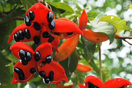 蘋婆的營養(yǎng)價值 蘋婆的功效與作用 蘋婆的營養(yǎng)價值 蘋婆的功效與作用