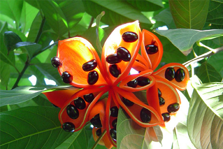 蘋婆的營養(yǎng)價值 蘋婆的功效與作用 蘋婆的營養(yǎng)價值 蘋婆的功效與作用