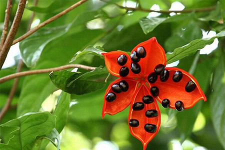 蘋婆的營養(yǎng)價值 蘋婆的功效與作用 蘋婆的營養(yǎng)價值 蘋婆的功效與作用