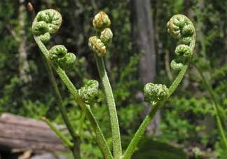 野生蕨菜多少錢(qián)一斤？蕨菜多少錢(qián)一斤？